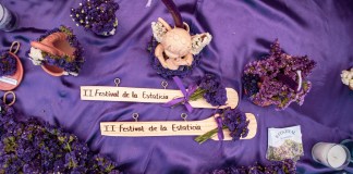Conocida popularmente como "siempreviva" o "inmortal", esta flor es el elemento principal en la elaboración de las efímeras alfombras de aserrín.