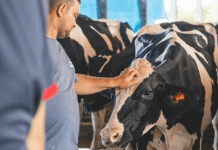 Oficializan reglamento de la Ley Ganadera y entrará en vigencia en 8 días