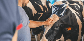 Oficializan reglamento de la Ley Ganadera y entrará en vigencia en 8 días